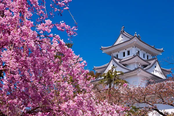 武大櫻花節(jié)時(shí)間2019（門(mén)票預(yù)約&#43;游玩路線）(圖1)