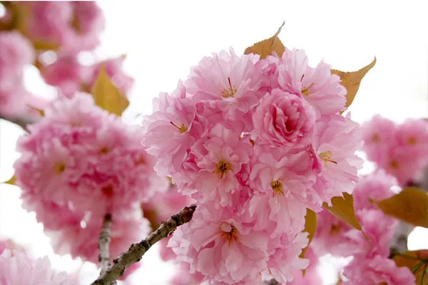 武大櫻花節(jié)時(shí)間2019（門(mén)票預(yù)約&#43;游玩路線）(圖3)