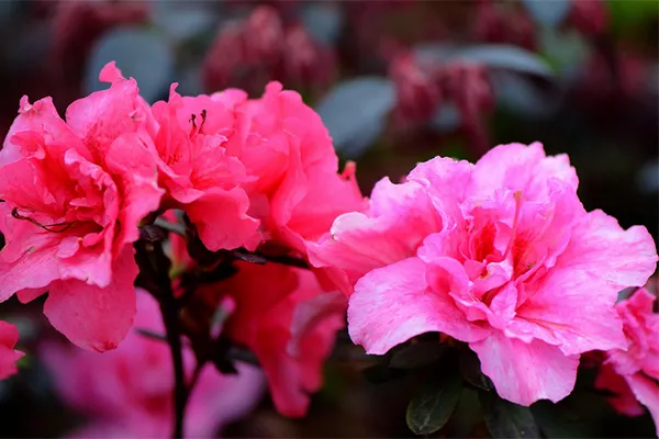云霧山杜鵑花開(kāi)放時(shí)間(門(mén)票&#43;在哪)(圖4)