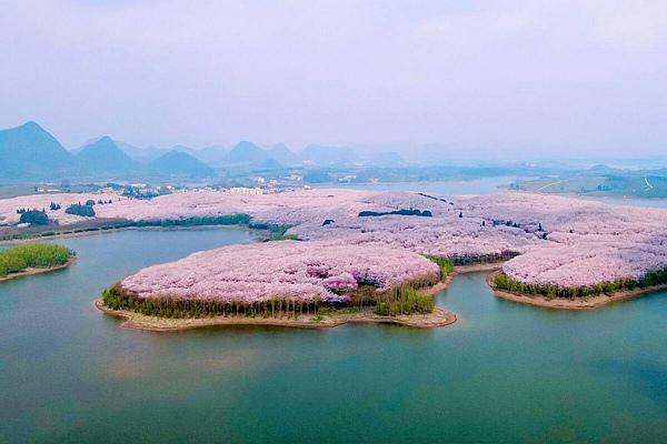 貴州平壩櫻花觀賞指南2024 附最佳觀賞時(shí)間及賞櫻路線 貴州平壩櫻花觀賞指南2024 附最佳觀賞時(shí)間及賞櫻路線