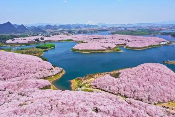 貴州平壩櫻花2024開放時間 平壩櫻花在哪里 貴州平壩櫻花2024開放時間 平壩櫻花在哪里