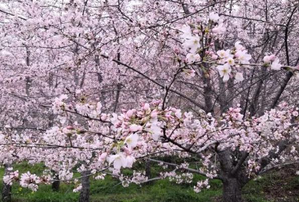 貴州平壩櫻花2024開放時間 平壩櫻花在哪里 貴州平壩櫻花2024開放時間 平壩櫻花在哪里