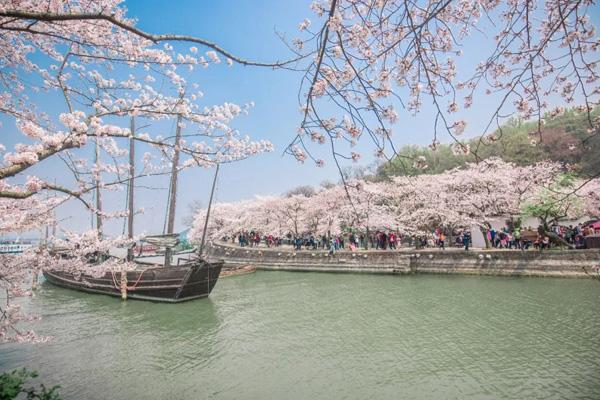 無錫免費櫻花景點有哪些 無錫免費櫻花景點有哪些