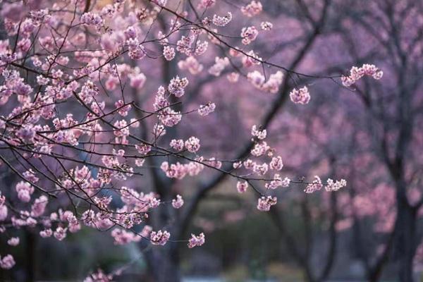 無錫免費櫻花景點有哪些 無錫免費櫻花景點有哪些