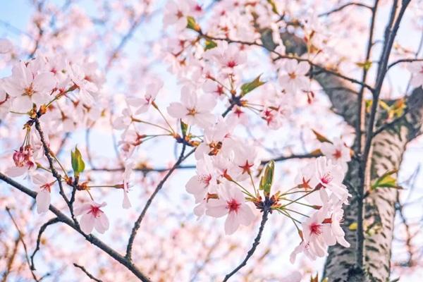 無錫免費櫻花景點有哪些 無錫免費櫻花景點有哪些