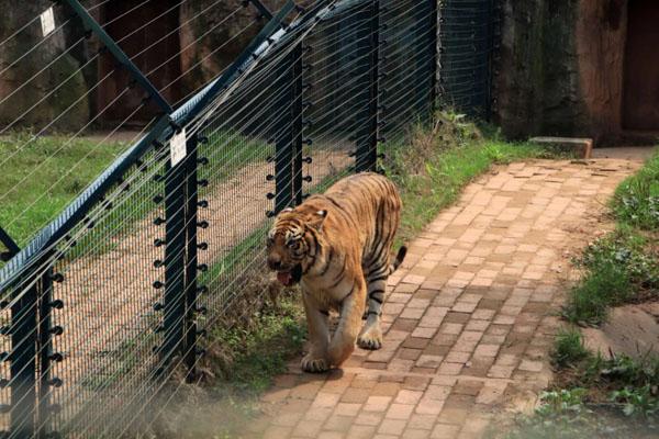 長沙生態動物園游玩攻略 一日游最佳路線 長沙生態動物園游玩攻略 一日游最佳路線