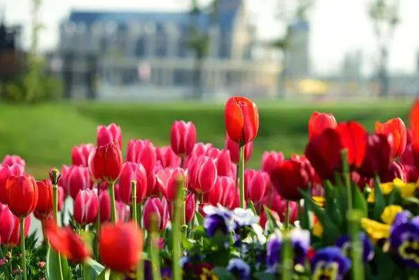 深圳春天賞花景點有哪些 深圳春天賞花景點有哪些