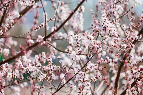 2024天津運河桃花節在哪里舉行 2024天津運河桃花節在哪里舉行