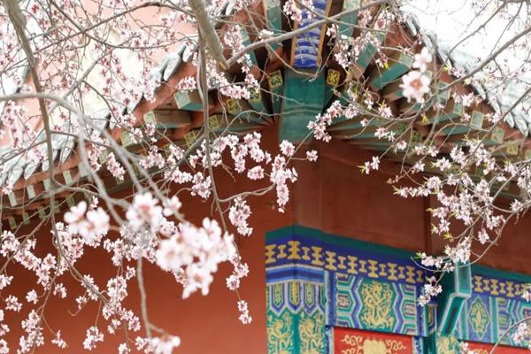 2024天津運河桃花節在哪里舉行 2024天津運河桃花節在哪里舉行