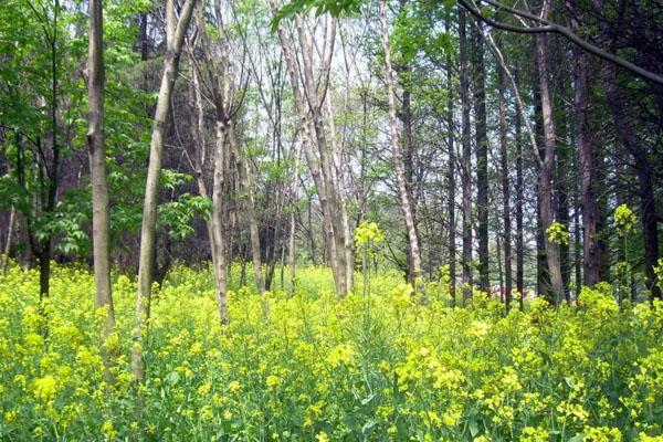 揚州茱萸灣一日游攻略 揚州茱萸灣一日游攻略