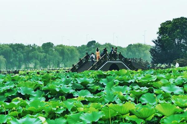 2024荷塘月色濕地公園門票優惠政策 2024荷塘月色濕地公園門票優惠政策