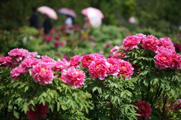 2024沙河桃花源景區門票優惠政策 2024沙河桃花源景區門票優惠政策