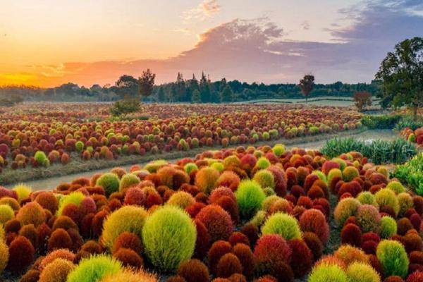 花開(kāi)海上生態(tài)園門(mén)票價(jià)格2024