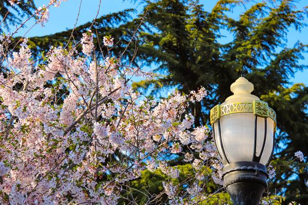 大連看桃花的地方在哪 大連看桃花的地方在哪
