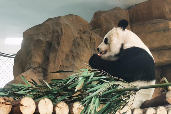 2024成都動物園開放時間及門票 2024成都動物園開放時間及門票