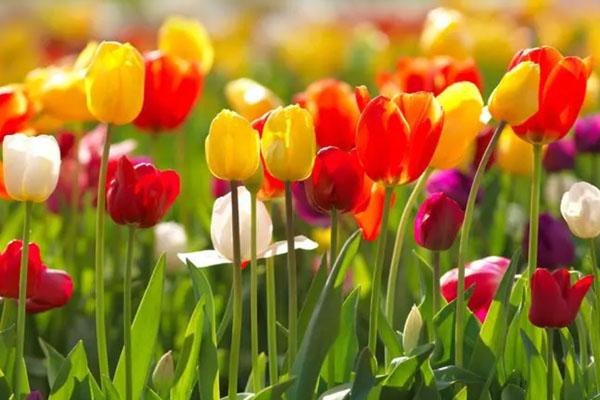 新津花舞人間旅游攻略 附門票價格及開放時間 新津花舞人間旅游攻略 附門票價格及開放時間