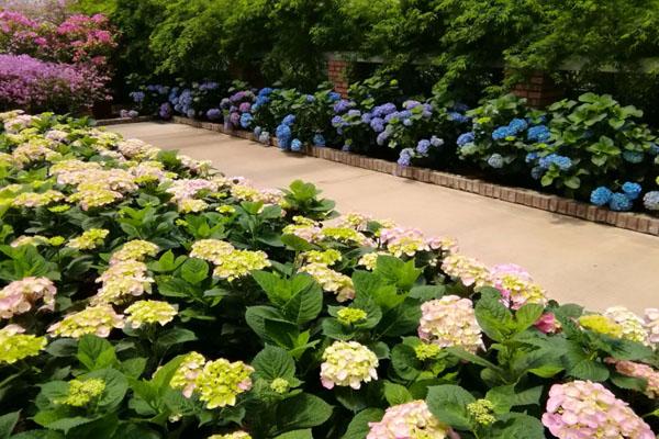 新津花舞人間旅游攻略 附門票價格及開放時間 新津花舞人間旅游攻略 附門票價格及開放時間