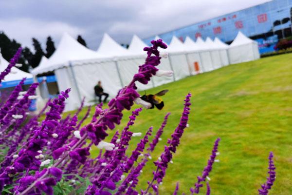 新津花舞人間旅游攻略 附門票價格及開放時間 新津花舞人間旅游攻略 附門票價格及開放時間