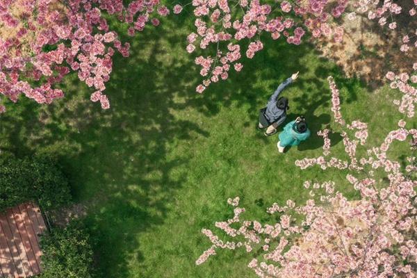 2024東湖櫻花園詳細交通攻略 2024東湖櫻花園詳細交通攻略