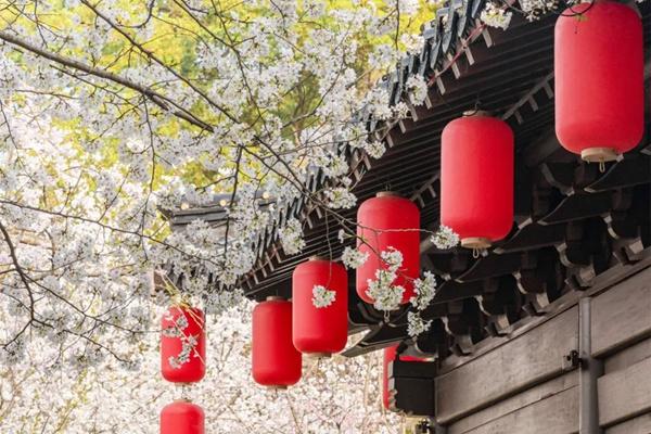 2024東湖櫻花園詳細交通攻略 2024東湖櫻花園詳細交通攻略