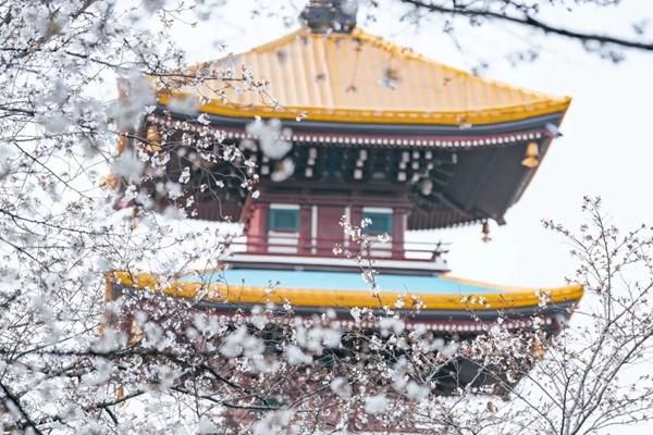 2024東湖櫻花園詳細交通攻略 2024東湖櫻花園詳細交通攻略