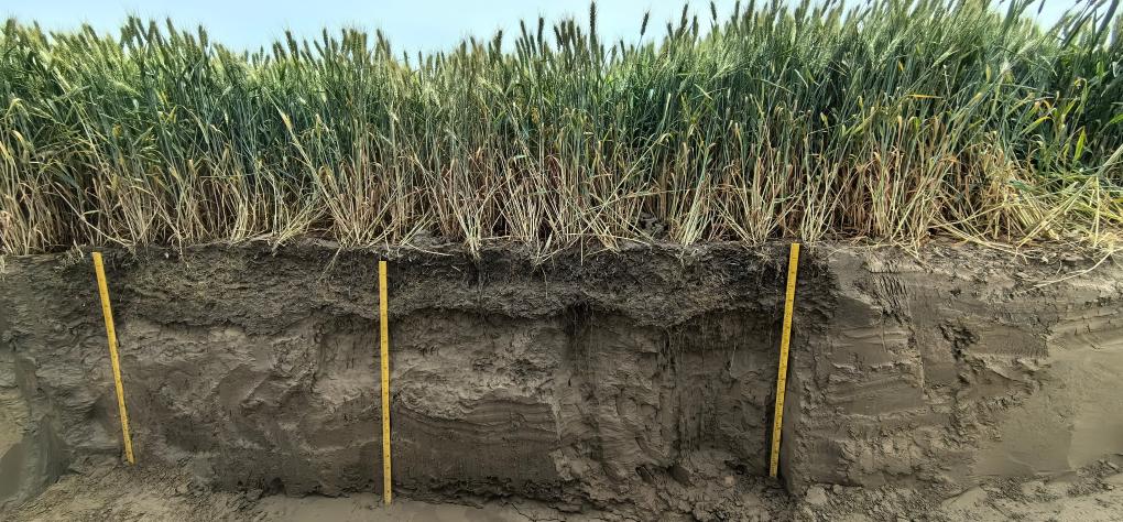 700余份新品系和52個新品種正在開展小麥耐鹽堿鑒定(圖2) 700余份新品系和52個新品種正在開展小麥耐鹽堿鑒定(圖2)