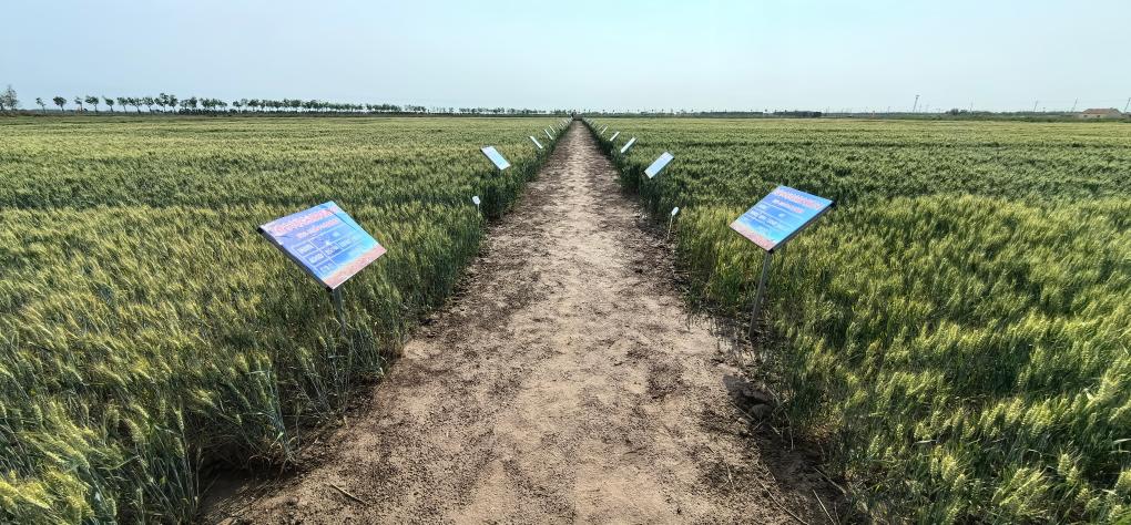 700余份新品系和52個新品種正在開展小麥耐鹽堿鑒定(圖1) 700余份新品系和52個新品種正在開展小麥耐鹽堿鑒定(圖1)