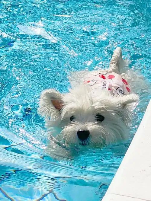 小型四季貴賓犬適合游泳嗎？(圖1)