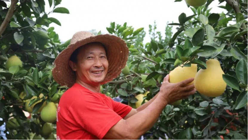 豐農控股數智農業服務體系：改寫農業傳統圖景，蜜柚園與柑橘園的豐收故事